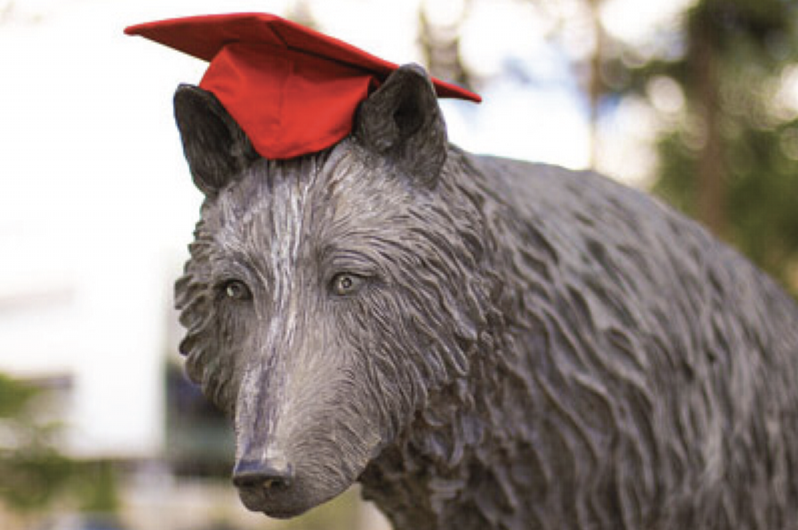 click on image of lobo with a graduation hat to access workshop materials
